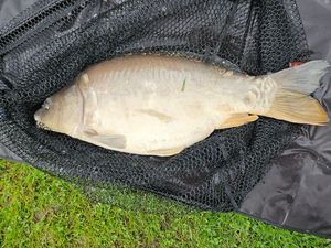 Leather Carp