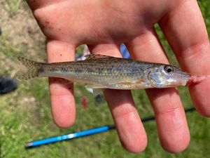 Gudgeon