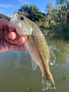 Largemouth Bass