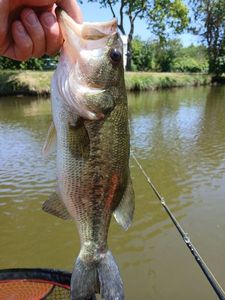 Largemouth Bass