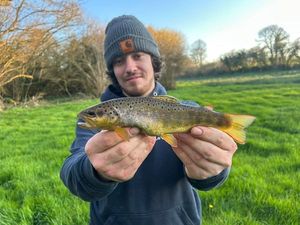 Brown Trout