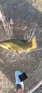 Tench