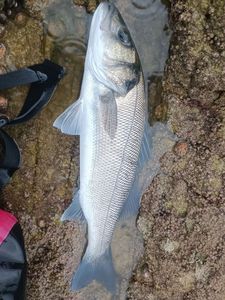 European Bass (Seabass)