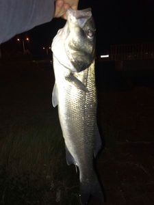 European Bass (Seabass)