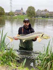 Danube Sturgeon