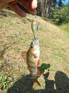 European Perch