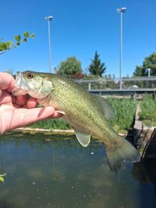 Largemouth Bass