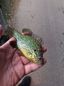 Pumpkinseed