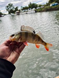 European Perch