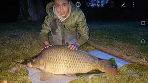 Common Carp