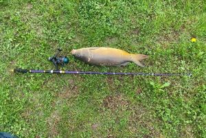 Mirror Carp