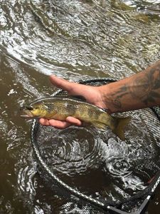 Brown Trout