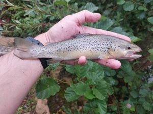 Brown Trout