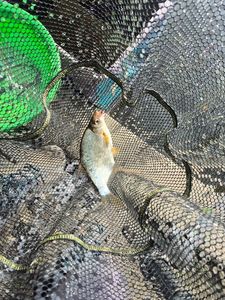White bream