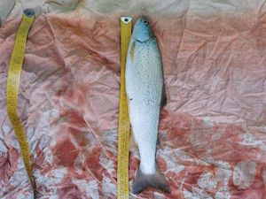 Rainbow Trout