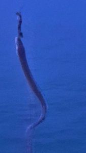 Conger