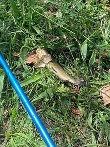 Black Bullhead
