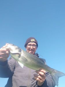 European Bass (Seabass)