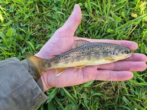 Brown Trout