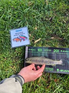 Brown Trout