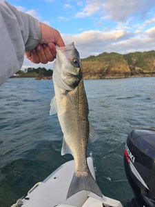 European Bass (Seabass)
