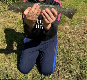 Rainbow Trout