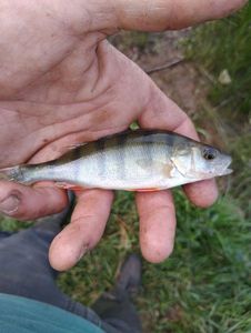 European Perch