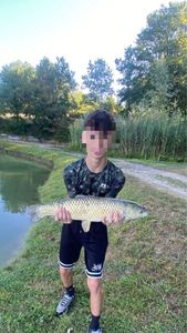 Grass Carp