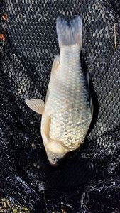 Crucian Carp