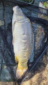 Mirror Carp