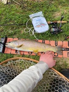 Brown Trout