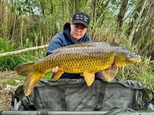 Common Carp