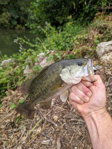 Largemouth Bass