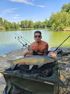 Silver Carp
