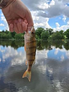 European Perch