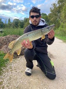 Northern Pike