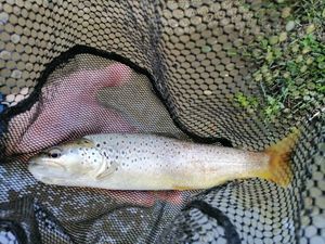 Brown Trout