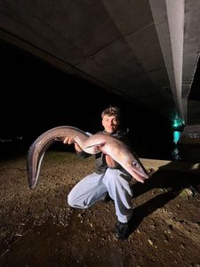 Conger