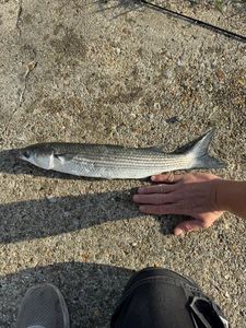 Thicklip Grey Mullet