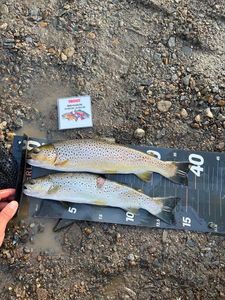 Brown Trout