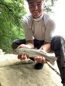 Rainbow Trout