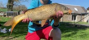 Common Carp