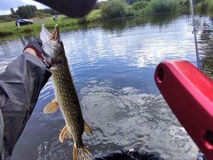 Northern Pike