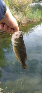 Largemouth Bass