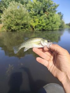 Largemouth Bass