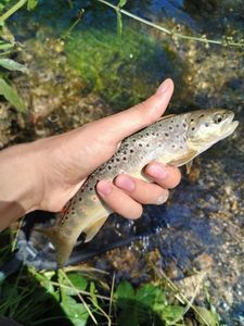 Brown Trout