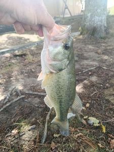 Largemouth Bass
