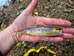 Atlantic Salmon (Juvenile)