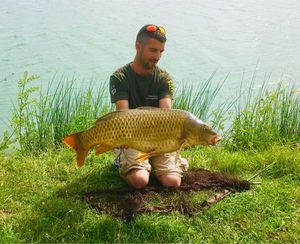 Common Carp
