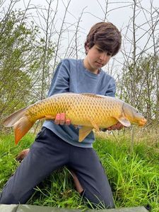 Common Carp